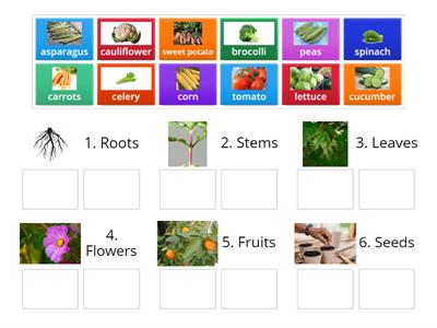 KB3 Unit6 Clil plants
