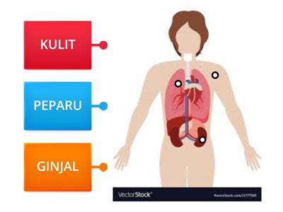 ORGAN PERKUMUHAN MANUSIA