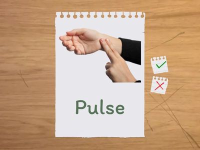 The Circulation System Vocabulary