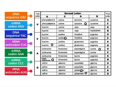 Square Codon Chart