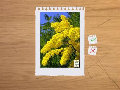 Цветы России