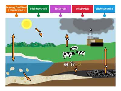 carbon cycle 