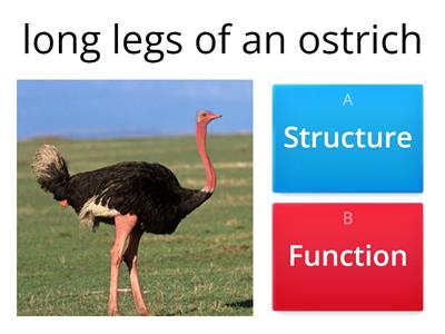 SCIENCE 5.10A - Structure or a Function?