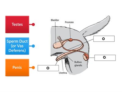 Male Reproductive System (Dog)