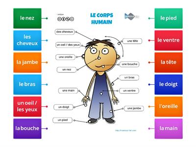 Les parties du corps