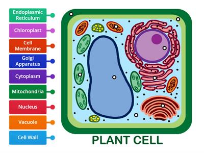 Plant Cell