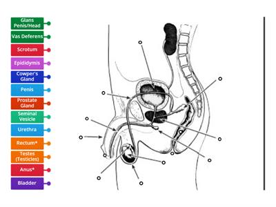 Male Reproductive System