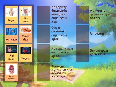 Ас қорыту жүйесі 