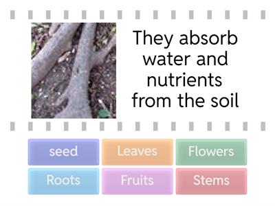 Plant functions 2Grade Montessori