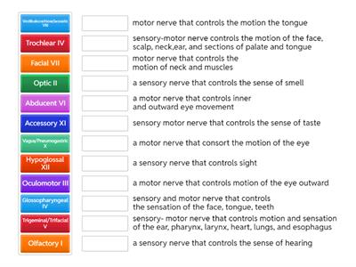 Cranial Nerves