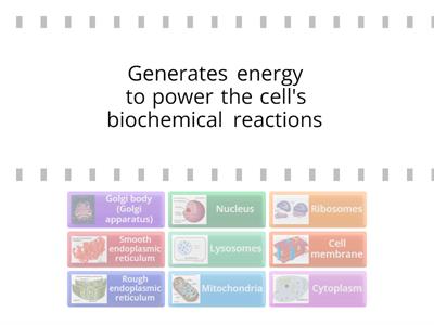 Animal cell matching task