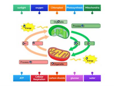 Photosynthesis and Cellular Respiration Diagram Labeling