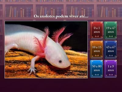 Axolote