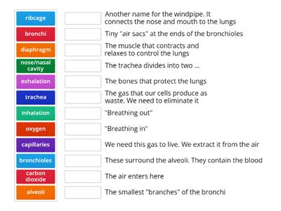 Respiratory system