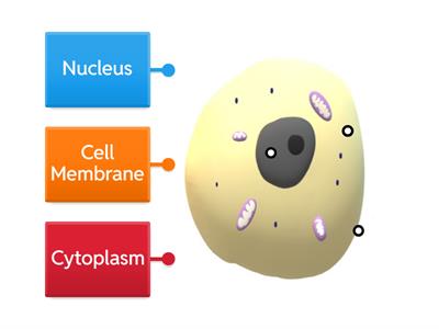 CfE S1  Animal Cell 