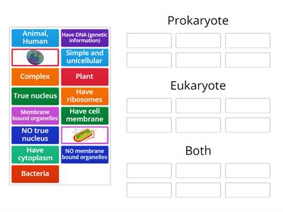 Prokaryote vs. Eukaryote Sort