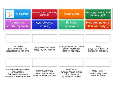 Зәр шығару жүйесі 