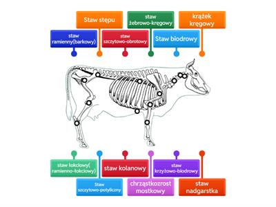 Bydło- połączenia kości