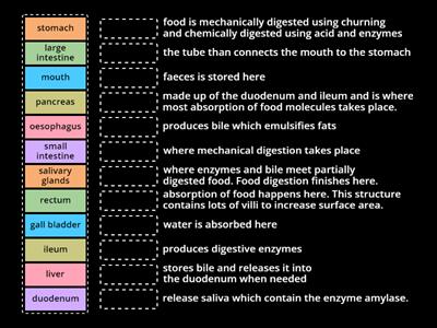 Digestive system match up