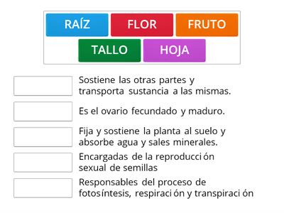 PARTES DE LA PLANTA