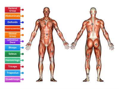 Muscles of the body