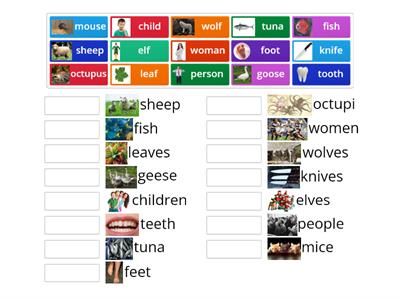 Irregular Plural nouns