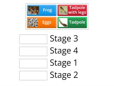 Frog cycle of life