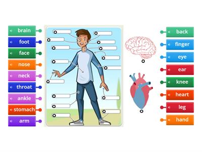 Body Parts A2 Diagram