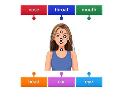 labeled head diagram