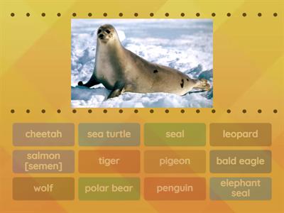 Access 2. Unit 5a. Animals