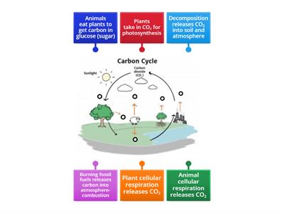 Carbon Cycle