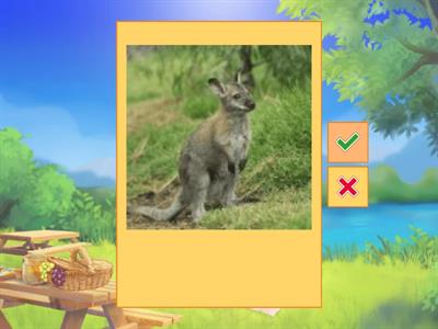 Picture Quiz (Grassland)