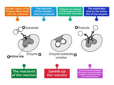 Enzymes - Lock and Key Model