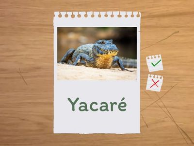 Flash Card de Español