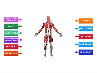 Músculos del cuerpo en educación física 