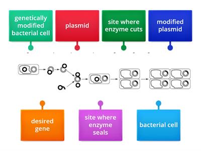 Genetic engineering label the diagram