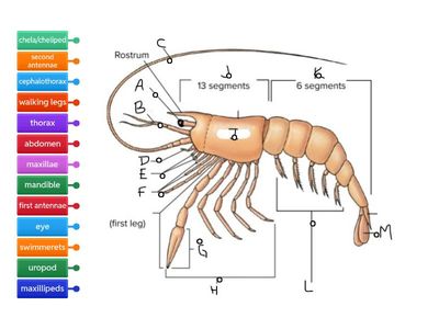Crustacean