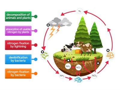 TMS Nitrogen Cycle Diagram