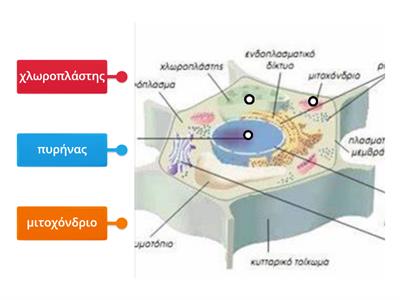 Κύτταρο