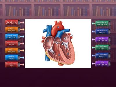 ANATOMY OF THE HEART