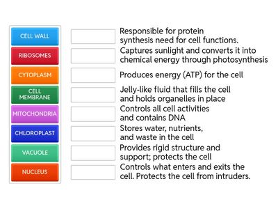Cell Organelles and their Function