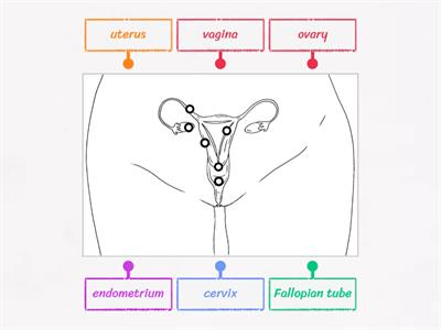 Internal Female Anatomy - New Diagram
