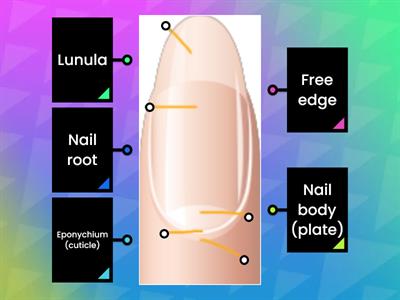 Anatomy of nail