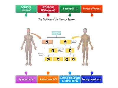 The Divisions of the Nervous System