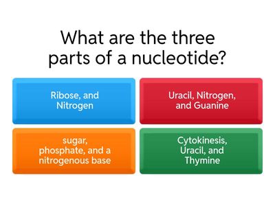  DNA/RNA/PROTEIN SYNTHESIS 