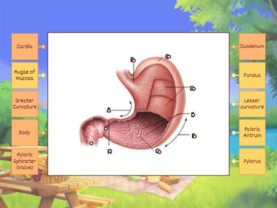 Anatomy of the stomach