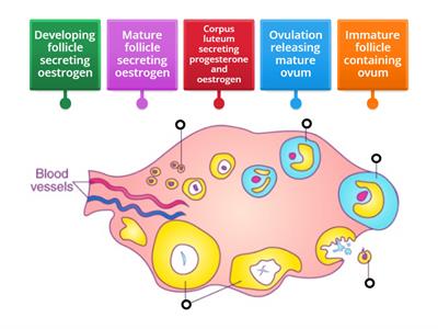  2.1 Ovary structures and functions
