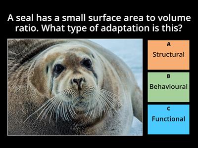 Which type of adaptation?