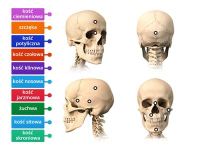 budowa czaszki