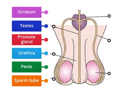 Male Reproductive System 